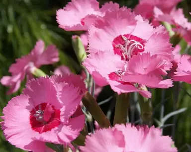 dianthus-angel-of-hope-