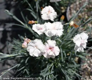 dianthus-angel-of-purity--1