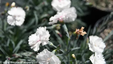 dianthus-angel-of-purity--2