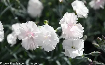 dianthus-angel-of-purity--3