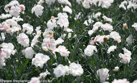 dianthus-angel-of-purity--4