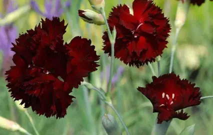 dianthus-king-of-the-blacks--1