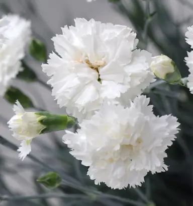 dianthus-memories-3