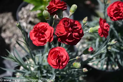 dianthus-passion--1