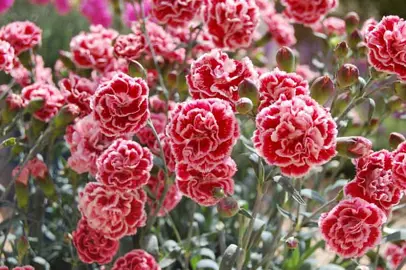dianthus-sugar-plum-coral-1