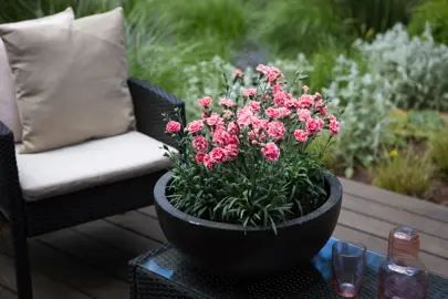 dianthus-sugar-plum-coral-2