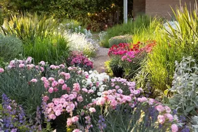 dianthus-sugar-plum-coral-3