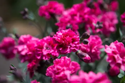 dianthus-sugar-plum-raspberry-