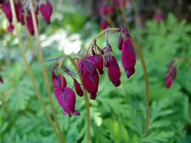 dicentra-bacchanal--1