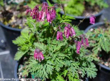 dicentra-bacchanal--3