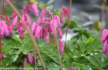 dicentra-bacchanal--4