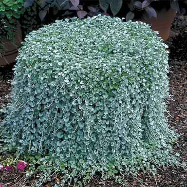 dichondra-silver-falls-6