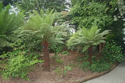 Dicksonia fibrosa (Wheki tree fern) planted in a cluster in an urban garden.