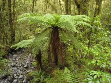 Dicksonia squarrosa (Punga) tree fern in a native reserve.