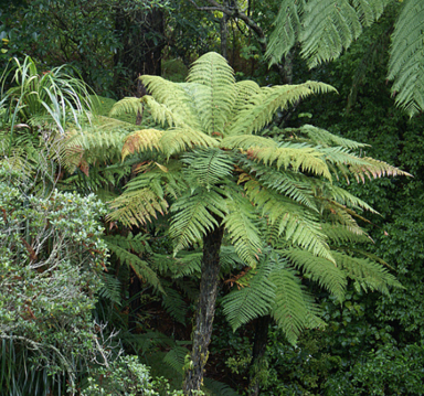 dicksonia-squarrosa-3