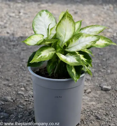 Dieffenbachia 'Camille' plant with lush, variegated cream and green foliage.