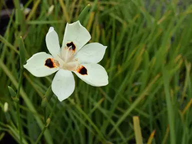 dietes-bicolor--1