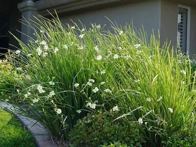 dietes-bicolor--2