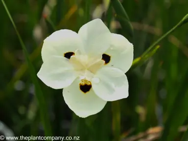 dietes-bicolor--3