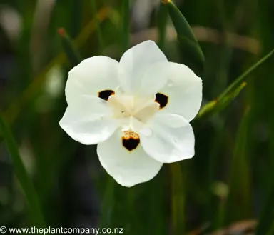 dietes-bicolor--4