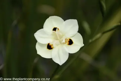 dietes-bicolor-