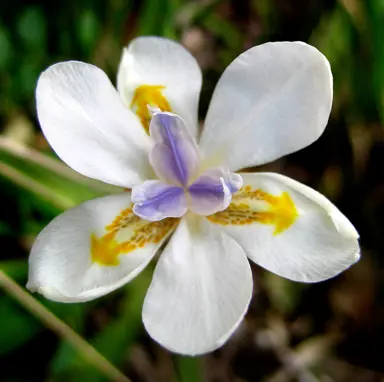 dietes-iridioides-1