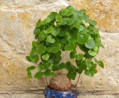 A stunning Dioscorea elephantipes plant in a pot.