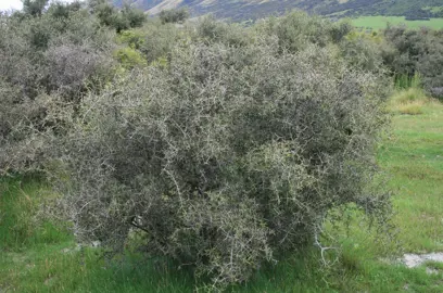 Discaria toumatou shrub.