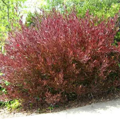 dodonaea-viscosa-purpurea--4