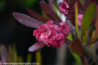 dodonaea-viscosa-purpurea-