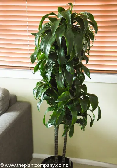Dracaena 'Amigo' plant with lush green foliage being grown as an indoor plant.