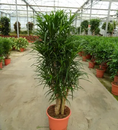 Dracaena Anita plant in a pot.