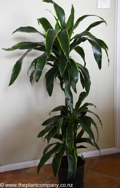A solitary Dracaena 'Arturo' plant with lush green foliage.