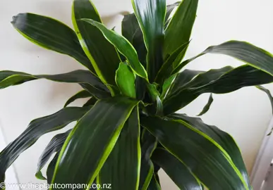 Dracaena 'Arturo' green and yellow variegated foliage.