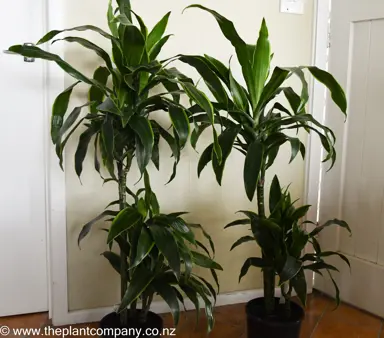 Dracaena 'Arturo' plants growing indoors.