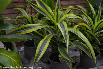 Dracaena 'Green Stripe' plants for sale at The Plant Company nursery.