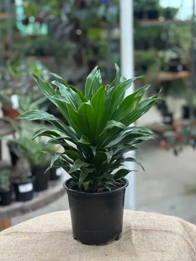 Dracaena 'Janet Craig Compacta' plant in a pot for sale.