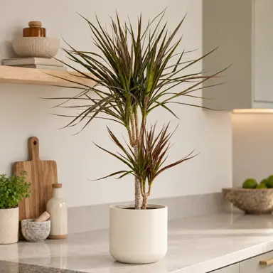 Dracaena 'Magenta' plant with colourful foliage growing in a pot.