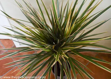 The red and green folage of Dracaena marginata 'Bicolor'.