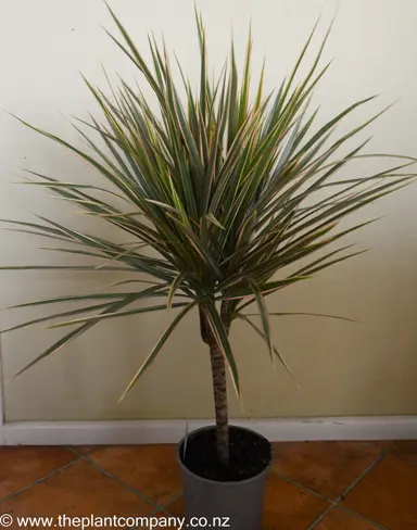 A Dracaena marginata 'Bicolor' plant with lush foliage in a pot.