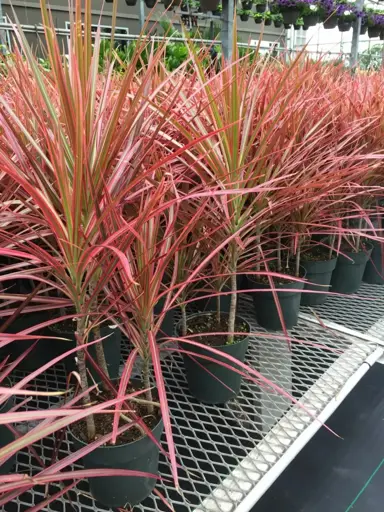 Dracaena marginata 'Colorama' plants in a nursery.