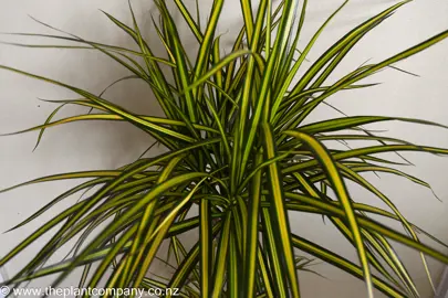 Dracaena marginata 'Sunray' green and yellow foliage.