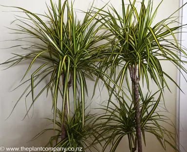 Dracaena marginata 'Sunray' plants growing in pots indoors.