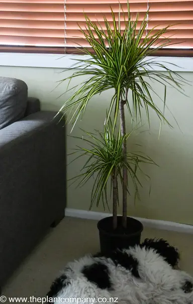 A dog sleeping in front of a Dracaena marginata 'Sunray' indoor plant.