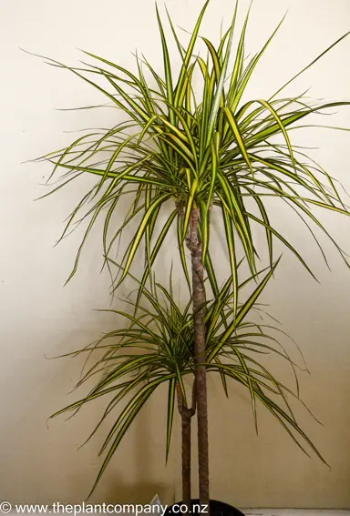 A stunning Dracaena marginata 'Sunray' with fine, green and yellow foliage growing in a pot.