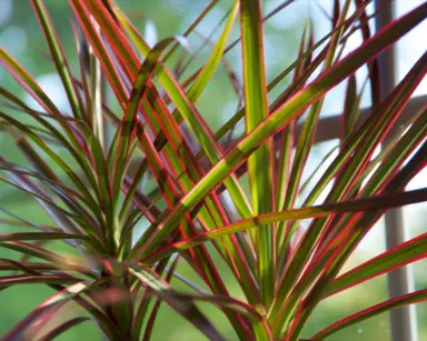 Dracaena 'Red Edge' plant with green leaves edged with red.
