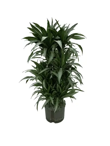 Dracaena 'Ulysses' large plant in a pot.