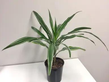 Dracaena 'Warneckii' plant.