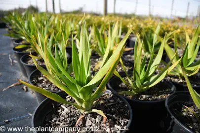 dracaena-draco-