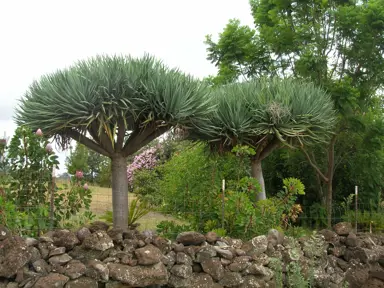 dracaena-draco-1